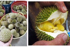 Thực hư về sầu riêng mini hút người dùng