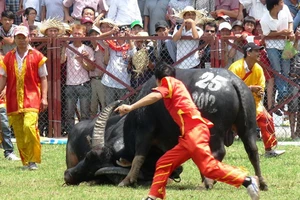 Trâu chọi húc chết chủ: Lỗi ở con người