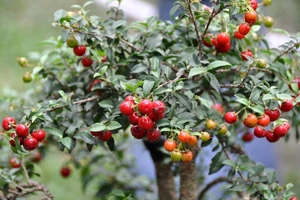 Kỳ hoa dị thảo trong Hội Hoa xuân Tao Đàn TP.HCM