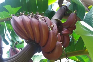 Cây chuối đỏ gây sốt có gì đặc biệt?