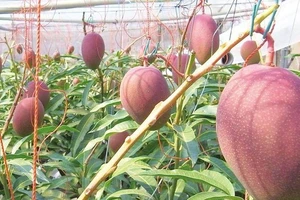 17 biên bản ghi nhớ được kí kết giữa các siêu thị TP.HCM và doanh nghiệp tỉnh Hậu Giang, Đắk Nông