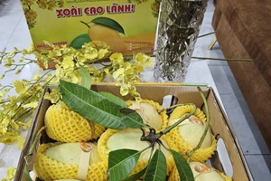 Xoài Đồng Tháp vào giỏ quà Tết 2024