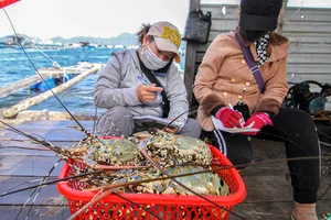 Xuất khẩu tôm hùm vào Trung Quốc tăng, phục vụ phân khúc cao cấp 