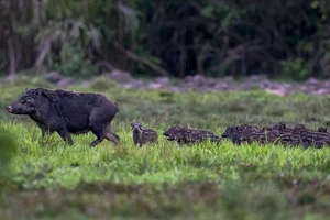 Vườn quốc gia Cát Tiên được tôn vinh trên bản đồ du lịch sinh thái quốc tế