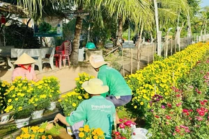 Xóm rẫy sau mùa lũ 