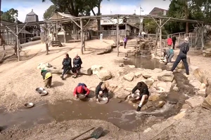 Đến Úc đãi vàng