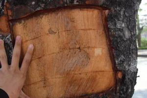 Lột vỏ cây xanh đường phố bị phạt ra sao?