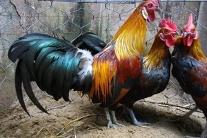 Tranh cãi quyết liệt vụ 3 con gà đi lạc