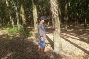 Tây Ninh: Ủy ban thị xã kiện dân đòi đất nông trường Bời Lời