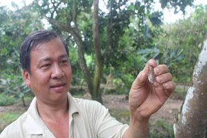 Ve sầu lạ tái xuất đại náo vương quốc trái cây Chợ Lách