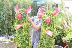 Dân mê cây ngất ngây với tắc kiểng hình heo tết Kỷ Hợi