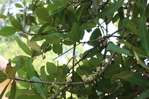 Đổ xô về Bến Tre ngắm "lão bạch mai" 300 tuổi bất ngờ trổ bông