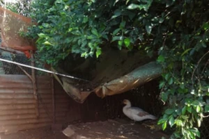 Cô gái 15 tuổi chết thương tâm vì dây điện giăng ở chuồng vịt