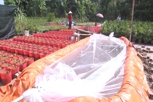 Vương quốc hoa kiểng tết bị nước mặn bủa vây 