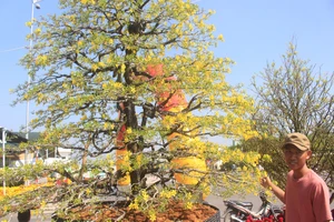 Chiêm ngưỡng cây mai cổ thụ 100 tuổi được chào bán 1,5 tỉ đồng