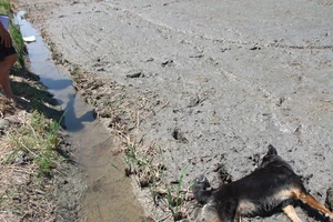 Đi soi nhái, cha tử vong con bị thương vì điện giật