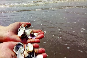 Nghêu chết hàng loạt ở Bến Tre 