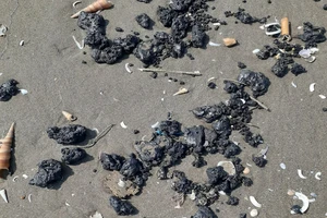  Hàng loạt vết dầu vón cục trôi dạt vào bờ biển Bến Tre