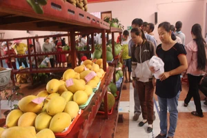 Mất mùa vì hạn mặn, Bến Tre không tổ chức lễ hội cây trái ngon