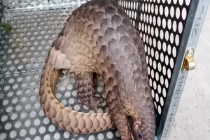 Bàn giao cá thể tê tê, khỉ, mèo rừng quý hiếm về khu bảo tồn