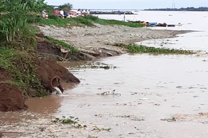 Bến Tre: Triều cường cuốn trôi 50 m kè và đê bao 