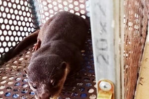 Người dân giao nộp rái cá vuốt bé quý hiếm cho trạm bảo tồn