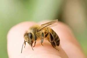 Thầy lang chữa bệnh bằng ong được miễn trách nhiệm hình sự