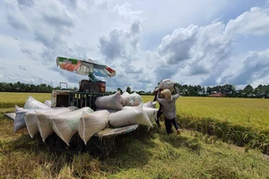 Chuyển đổi sản xuất nông dân trồng lúa tăng lợi nhuận gần 30% 