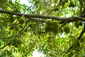 Người dân Tiền Giang ồ ạt trồng sầu riêng