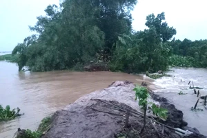  Vỡ đê bao ở Bến Tre, gây ngập 15ha cây ăn trái