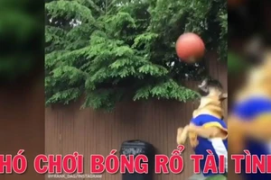 Chú chó chơi bóng rổ thật tài tình