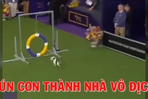 Phấn khích xem cún con thành nhà vô địch vượt chướng ngại vật