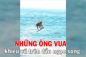 Những ông vua khiêu vũ trên đầu ngọn sóng