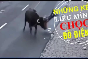 Lễ hội kỳ quặc chọc cho bò điên húc