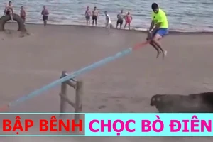 Ngồi bập bênh khiêu khích bò điên