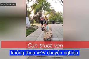 Cún con ngạo nghễ trượt ván trong công viên