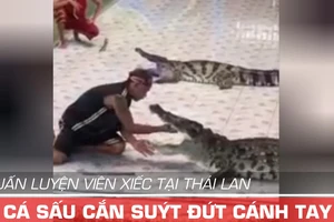 HLV xiếc Thái Lan bị cá sấu cắn suýt đứt cánh tay