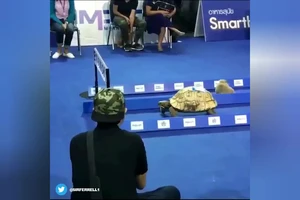 Tái hiện cuộc thi thỏ, rùa và cái kết bất ngờ