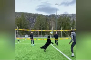 Dạy thú cưng thành tay chuyền hai nhà nghề 