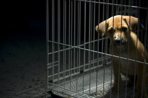 Kiện hàng xóm ra tòa vì chó nhà bị chó hàng xóm cắn chết 