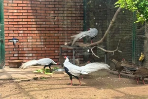 Nhiều trường hợp được hưởng án treo khi nuôi, bán gà lôi, rái cá, tê tê