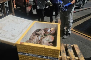 Thi hành án tiêu hủy tê tê, beo lửa, chân gấu... như thế nào?