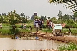 Bị chém chết khi ngủ chòi canh giữ vuông tôm