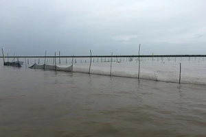 Cướp sò huyết giống ở bãi bồi Cà Mau