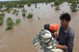 Bị phạt 15 triệu đồng vì nhổ 300 cây mắm non ở vườn quốc gia