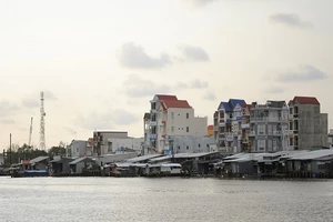 Một gốc huyện Trần Văn Thời.