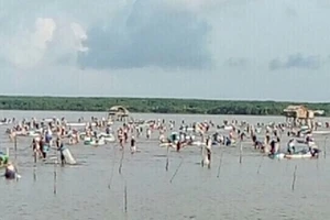 Người dân bắt nghêu của HTX.