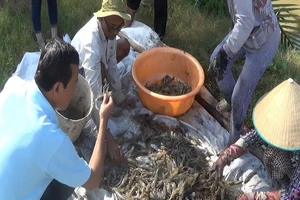 Thu hoạch tôm càng.