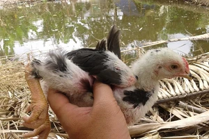 Gà không thể mổ chết người.