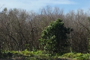 Khu vực rừng chết. 